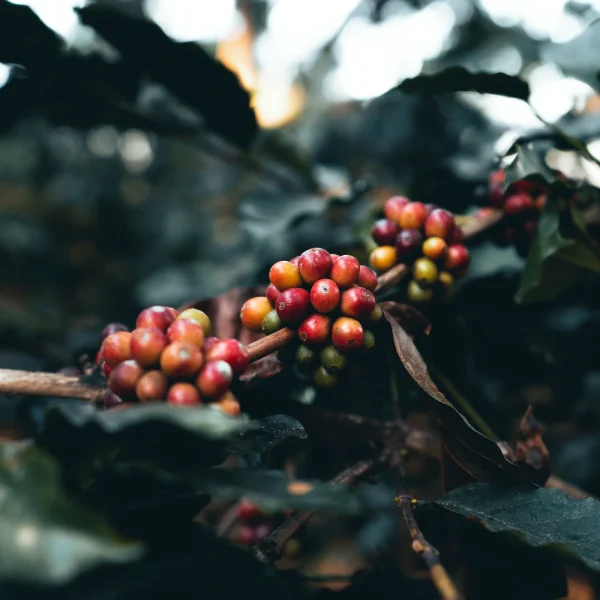 coffee-arabica-coffee-plant